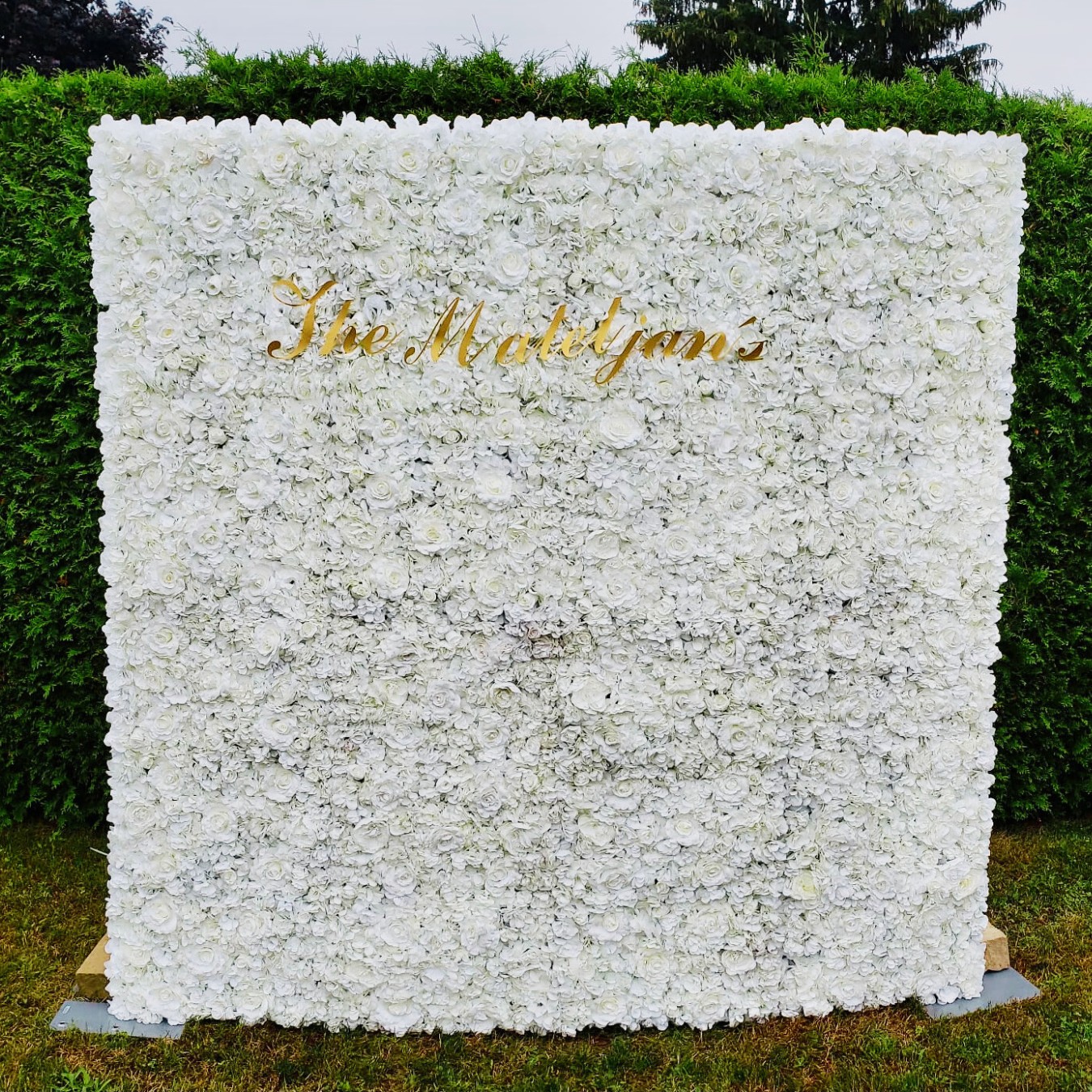 White Champagne Flower Wall Rental